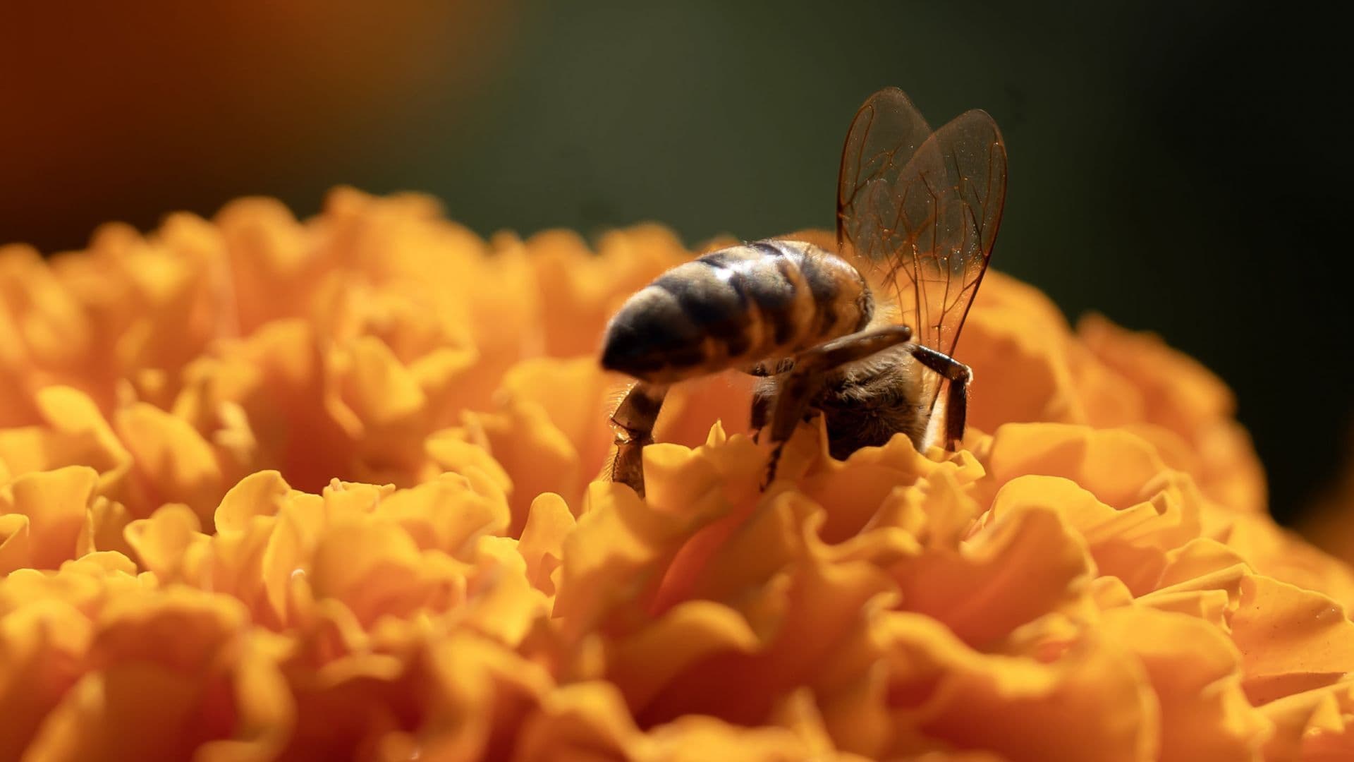 Abeja en una flor de cempasuchil