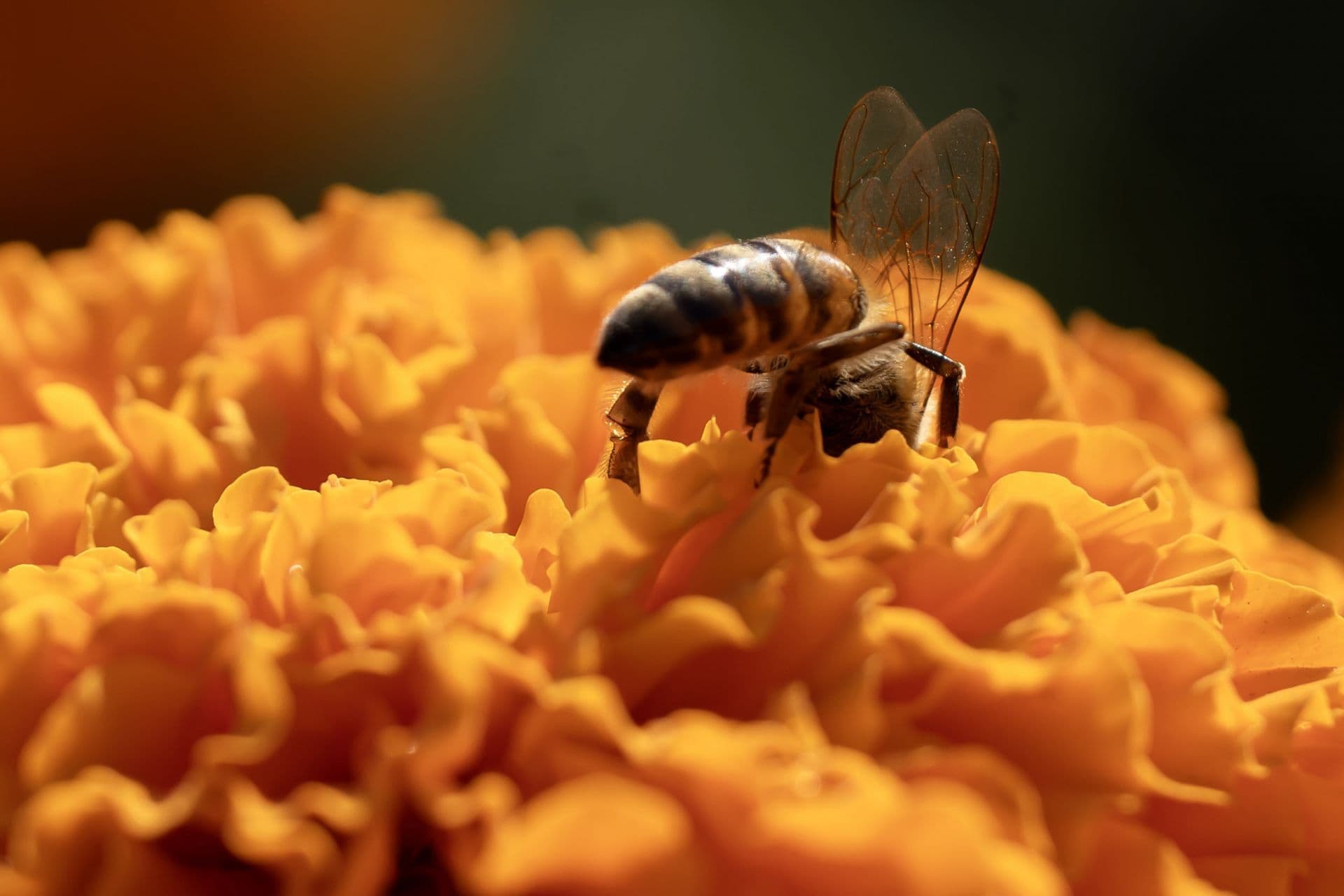 Abeja en una flor de cempasuchil