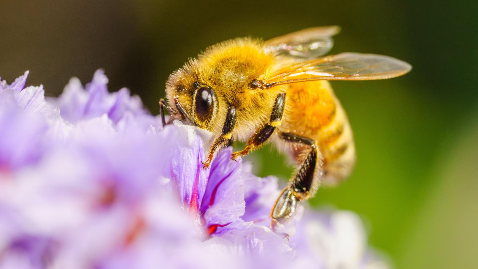 Veneno de abeja podría tratar el Parkinson