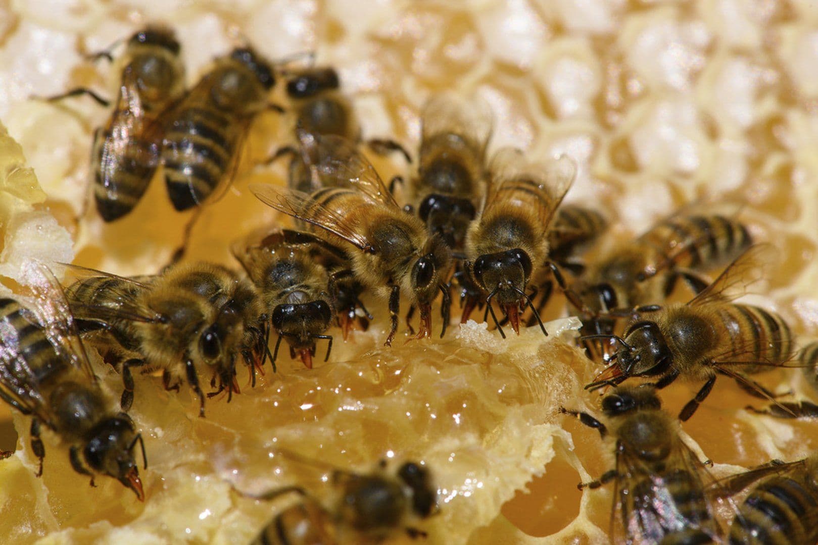 Enjambre de abejas provoca pánico en Coyoacán