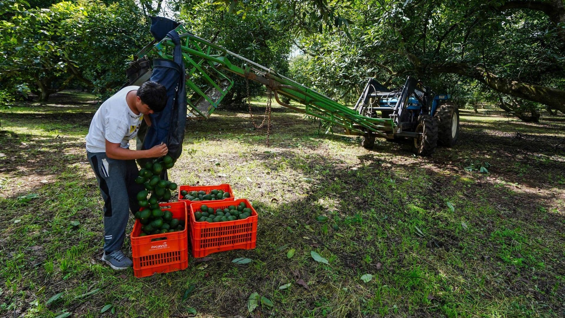 Producción de aguacate. en Michoacán