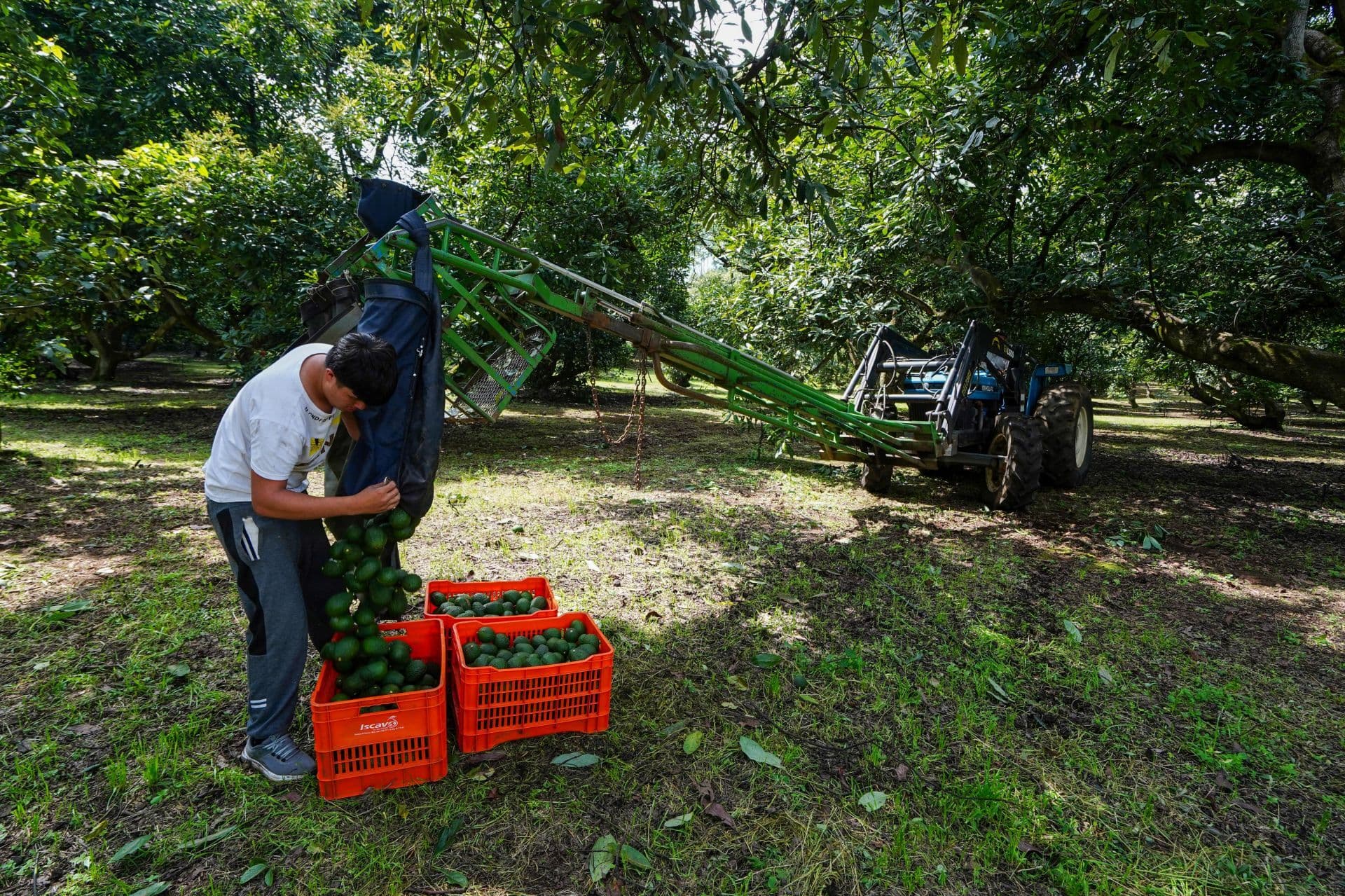 Producción de aguacate. en Michoacán