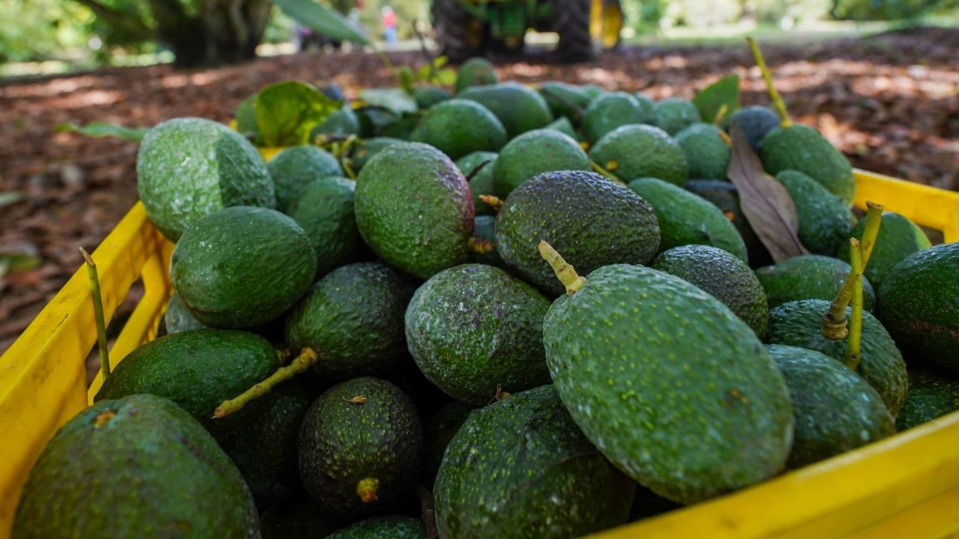Aguacates de Michoacán.