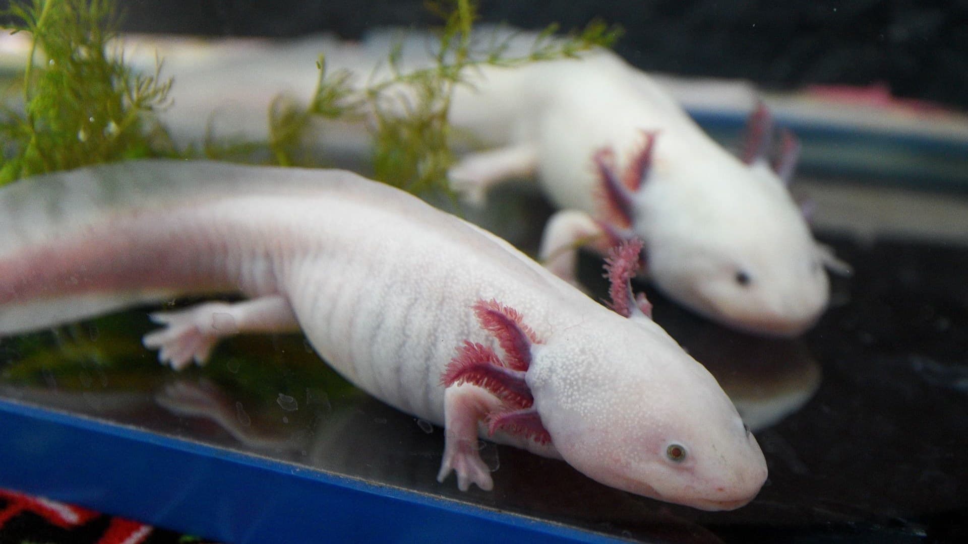 Conservación de ajolotes