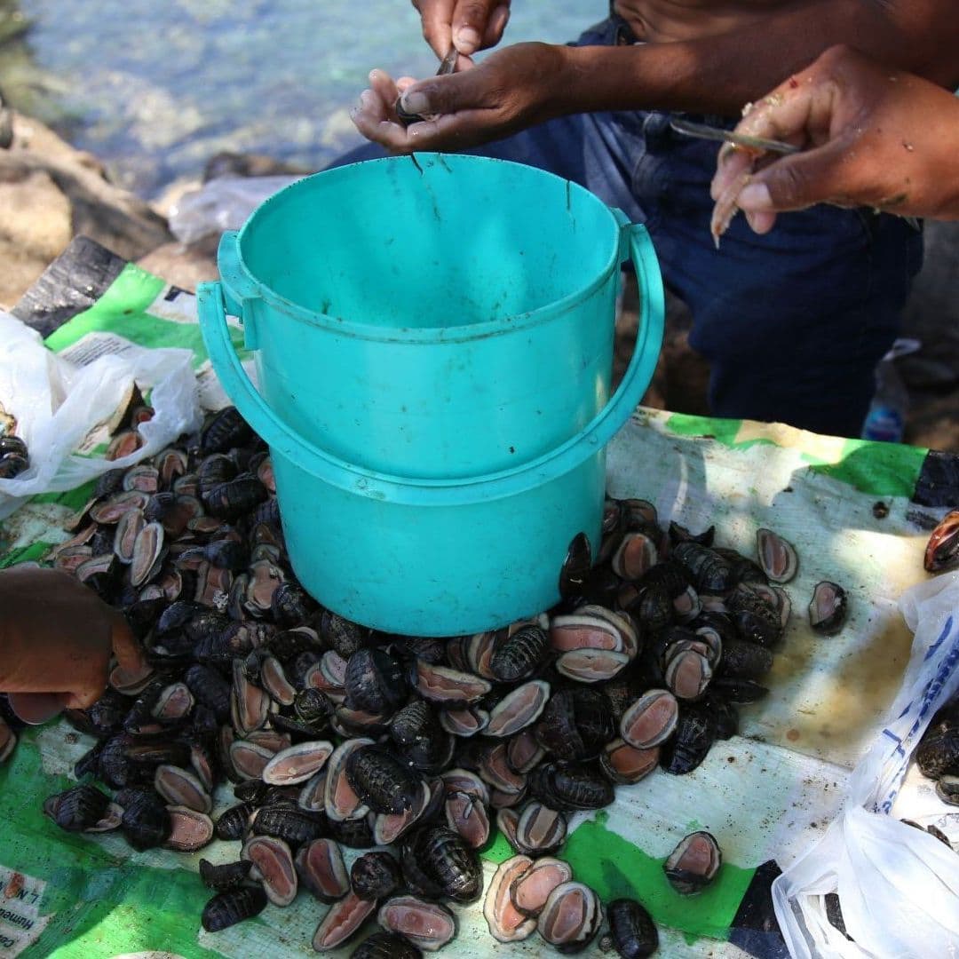 Si Vas de Vacaciones al Mar, Cuidado al Comer Estos Mariscos Crudos: Alerta por Bacteria