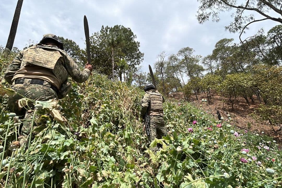 Plantíos de amapola del CJNG en Nayarit