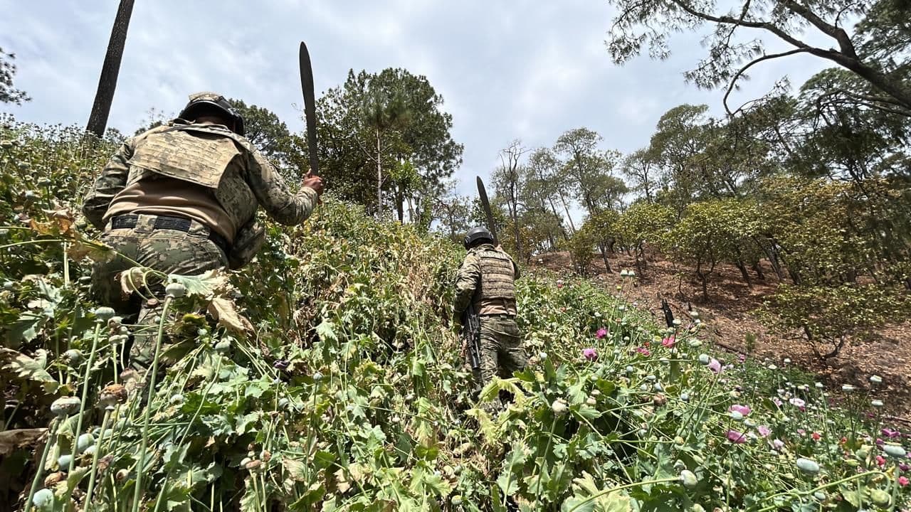 Plantíos de amapola del CJNG en Nayarit