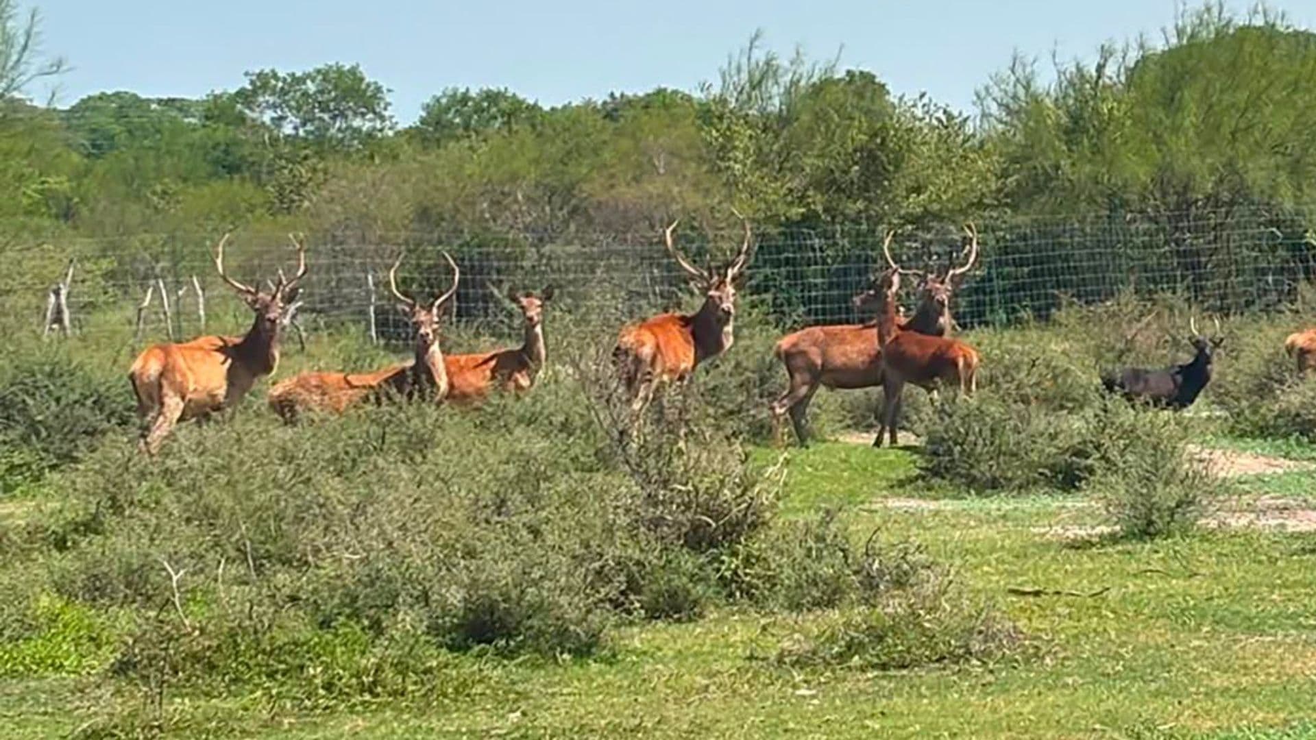 Animales asegurados en cateos en Tamaulipas