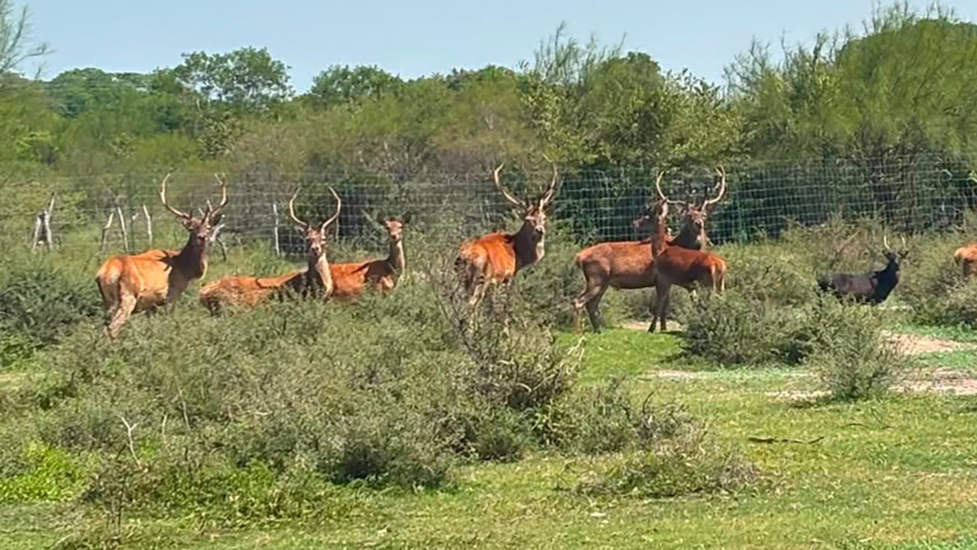 Marina Asegura Inmuebles y 135 Animales Exóticos en Operativos en Tamaulipas