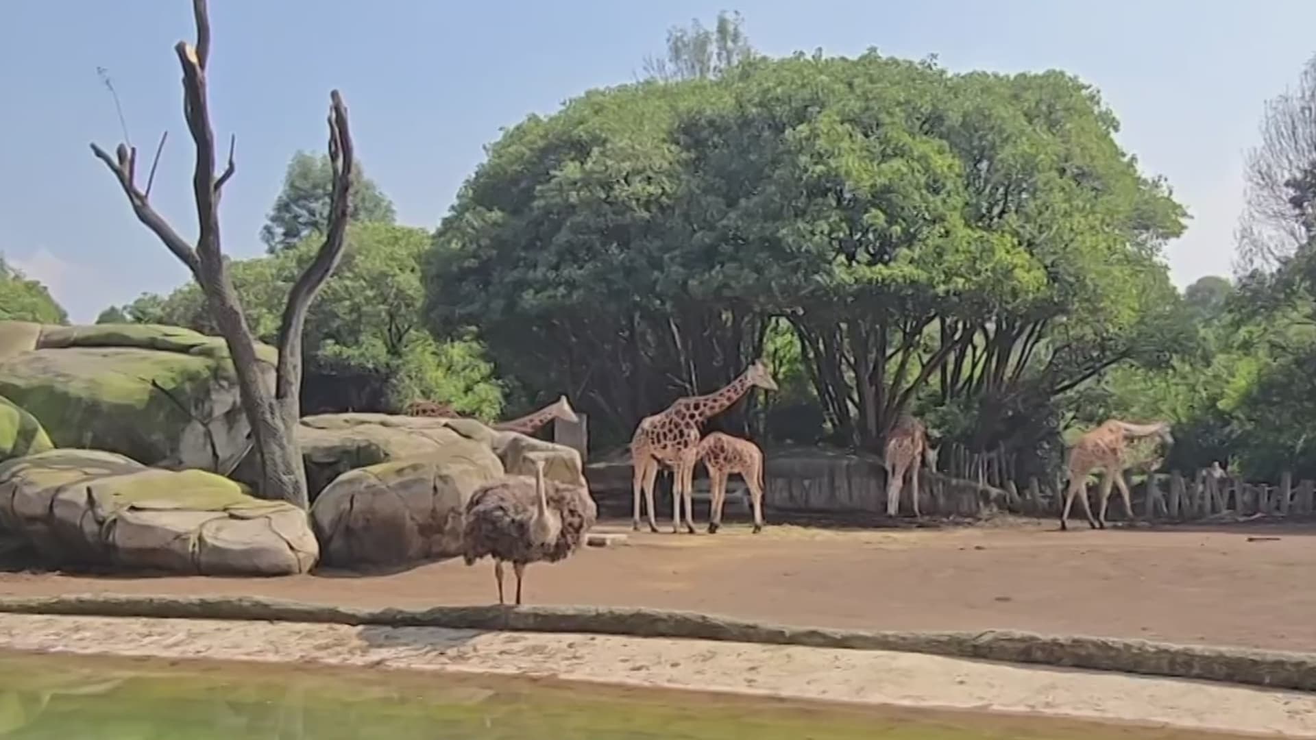 Animales del Zoológico de Chapultepec.