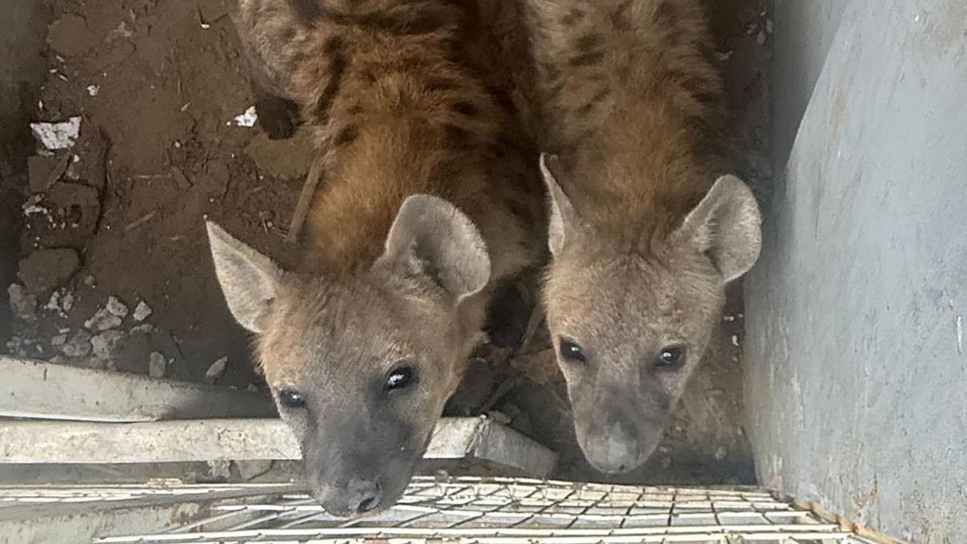 De Hienas a Bisontes, Estos Son los Animales Exóticos que Aseguraron en Rancho en Tamaulipas