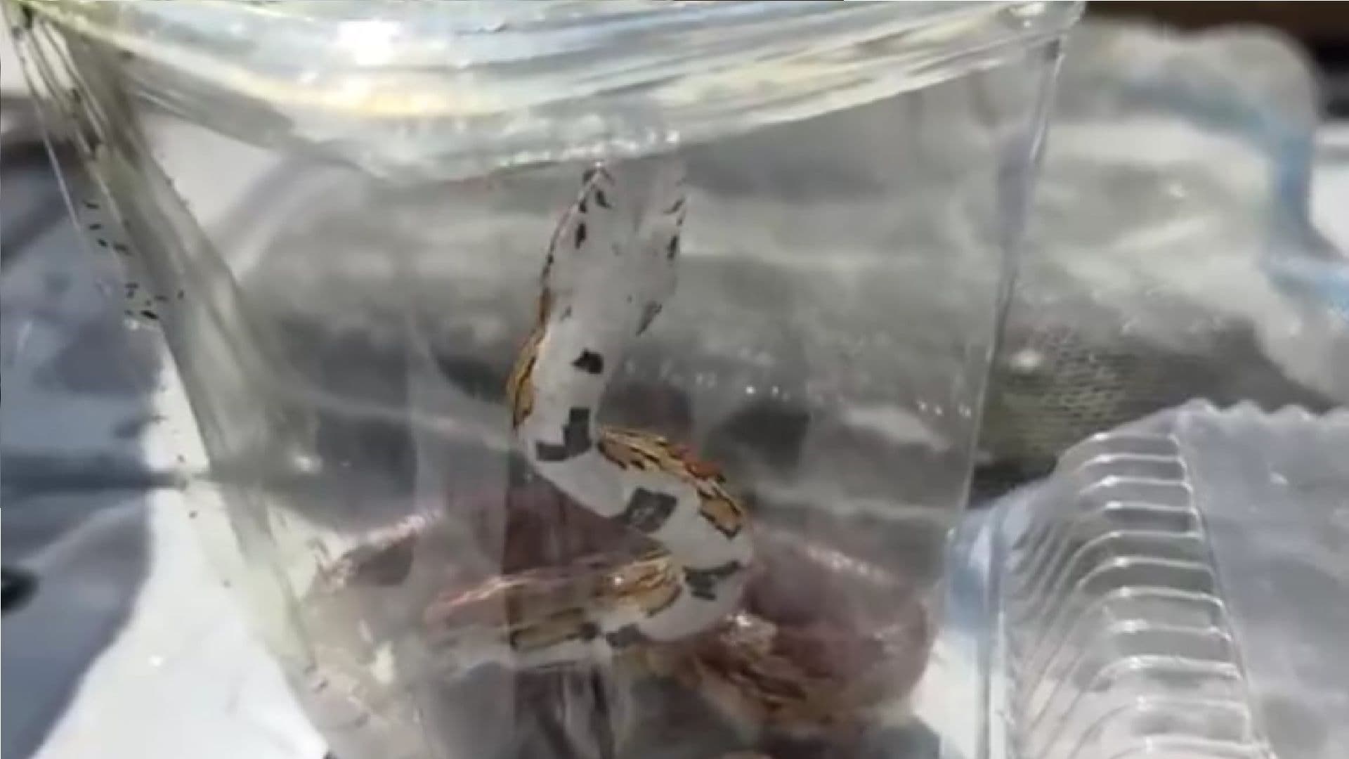 Serpiente