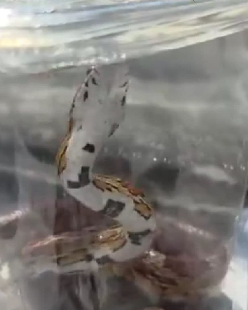Serpiente