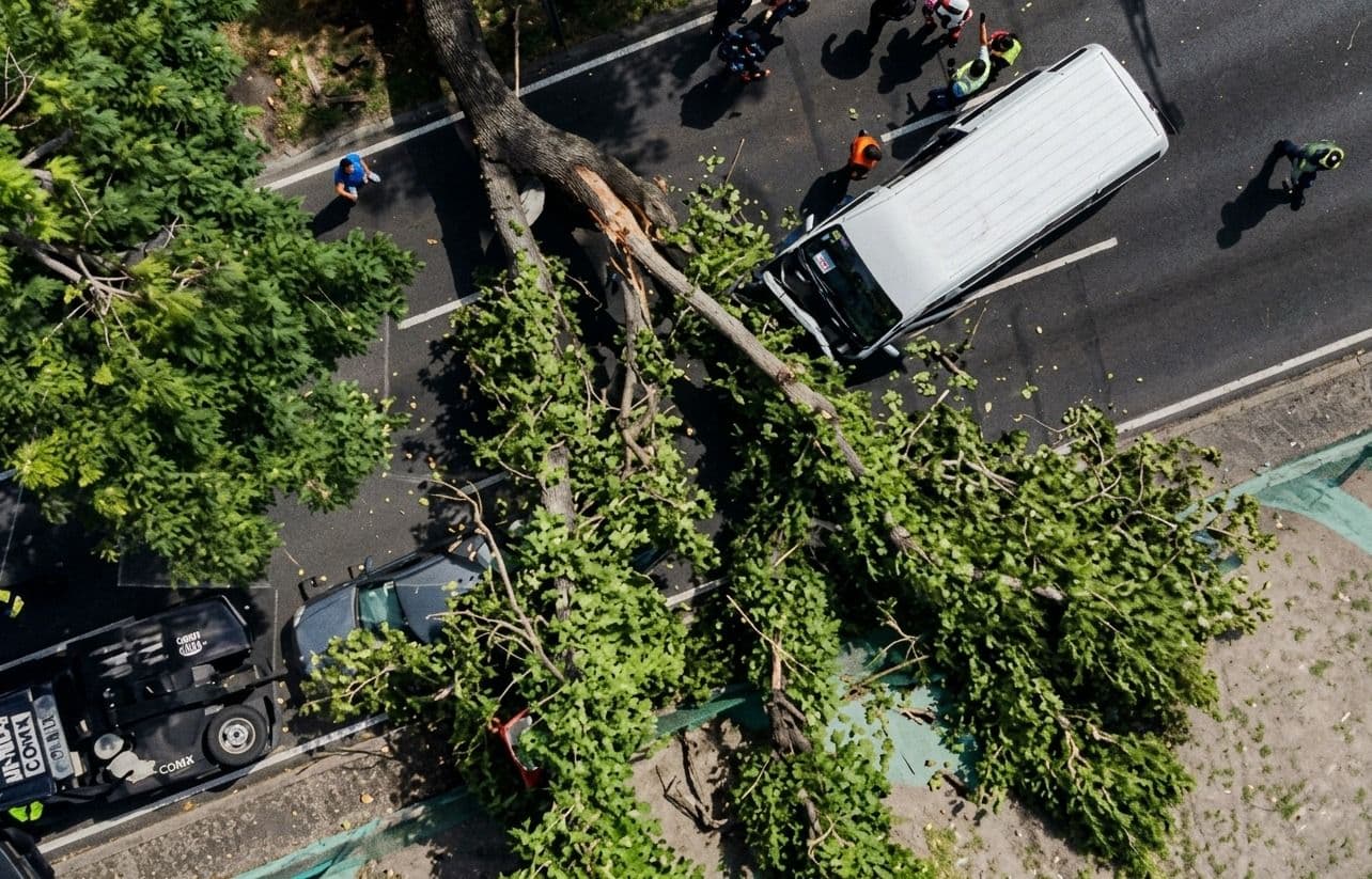 Un árbol de al menos 20 metros de largo cayó sobre dos vehículos en Viaducto