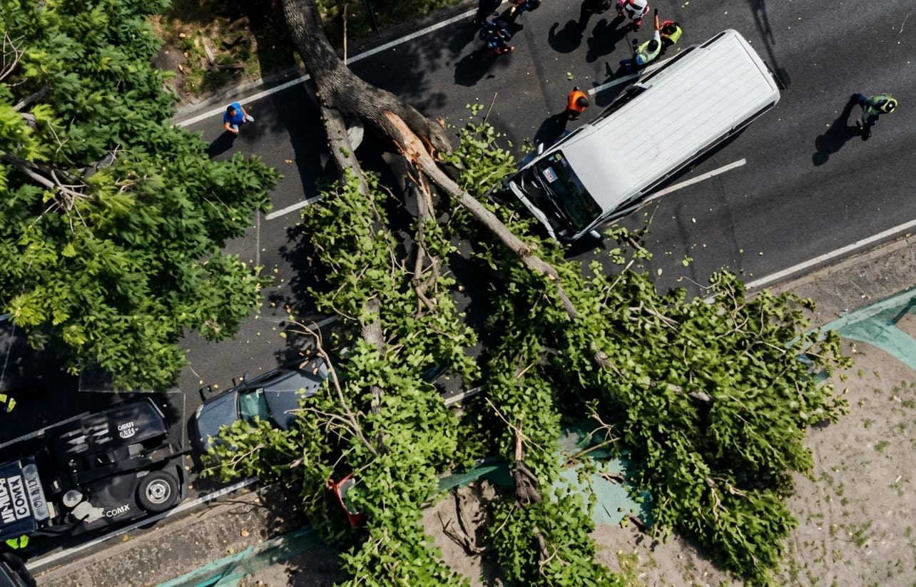 Un árbol de al menos 20 metros de largo cayó sobre dos vehículos en Viaducto