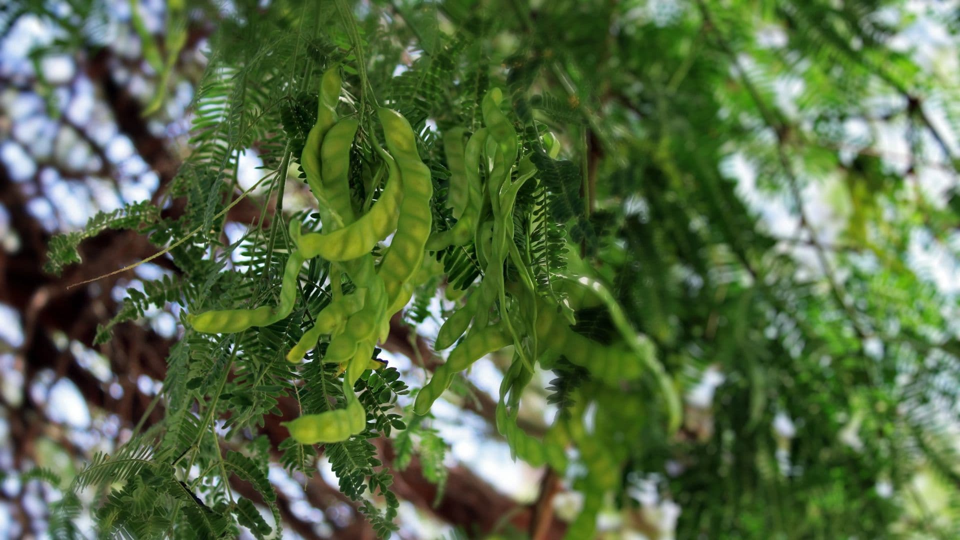 Los árboles ayuda a purificar el aire, generar agua y conservar suelos y  controlar la temperatura.