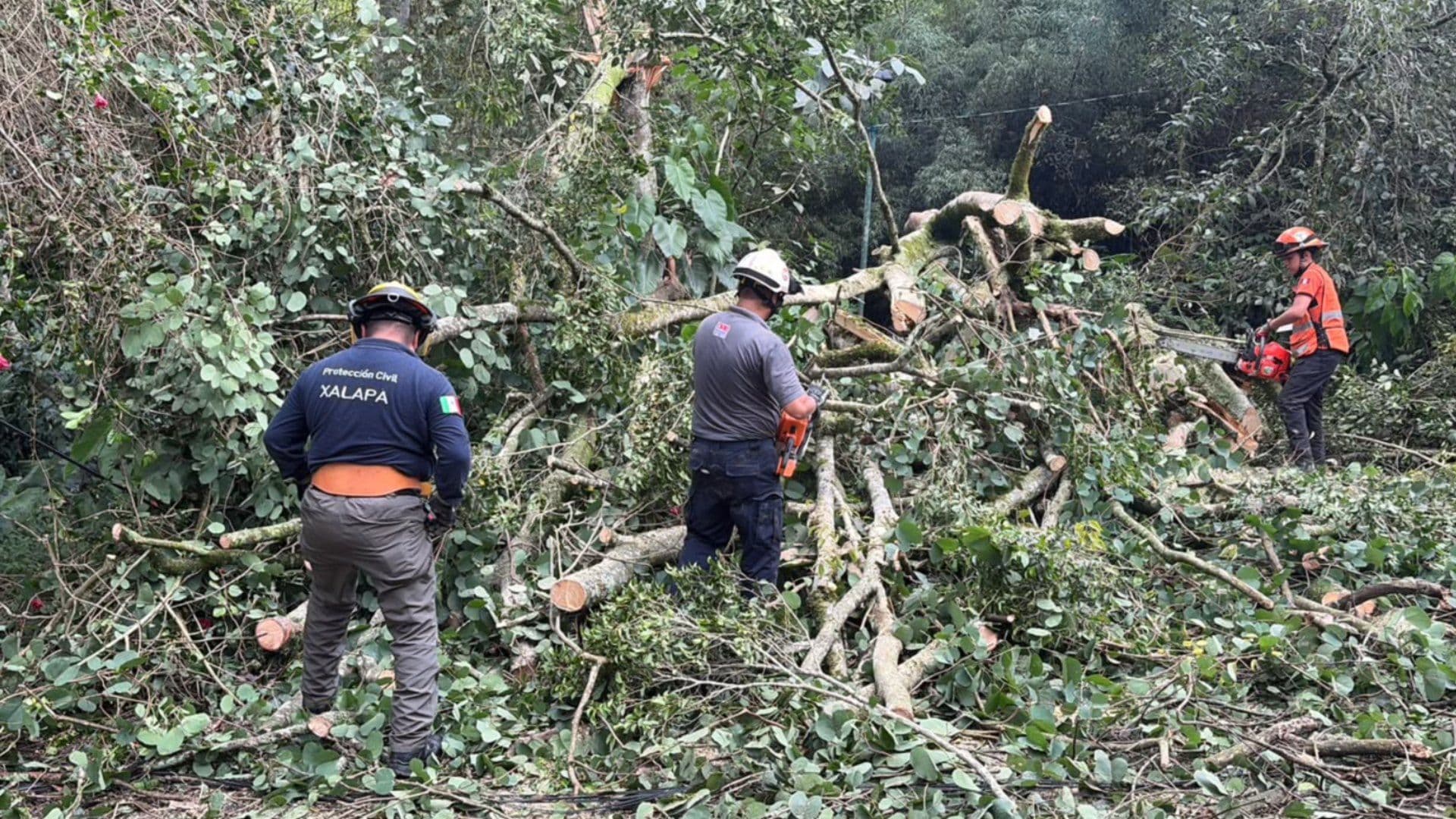 Árbol cae sobre dos vehículos en Lucas Martín. Foto: Escuadrón Nacional de Rescate