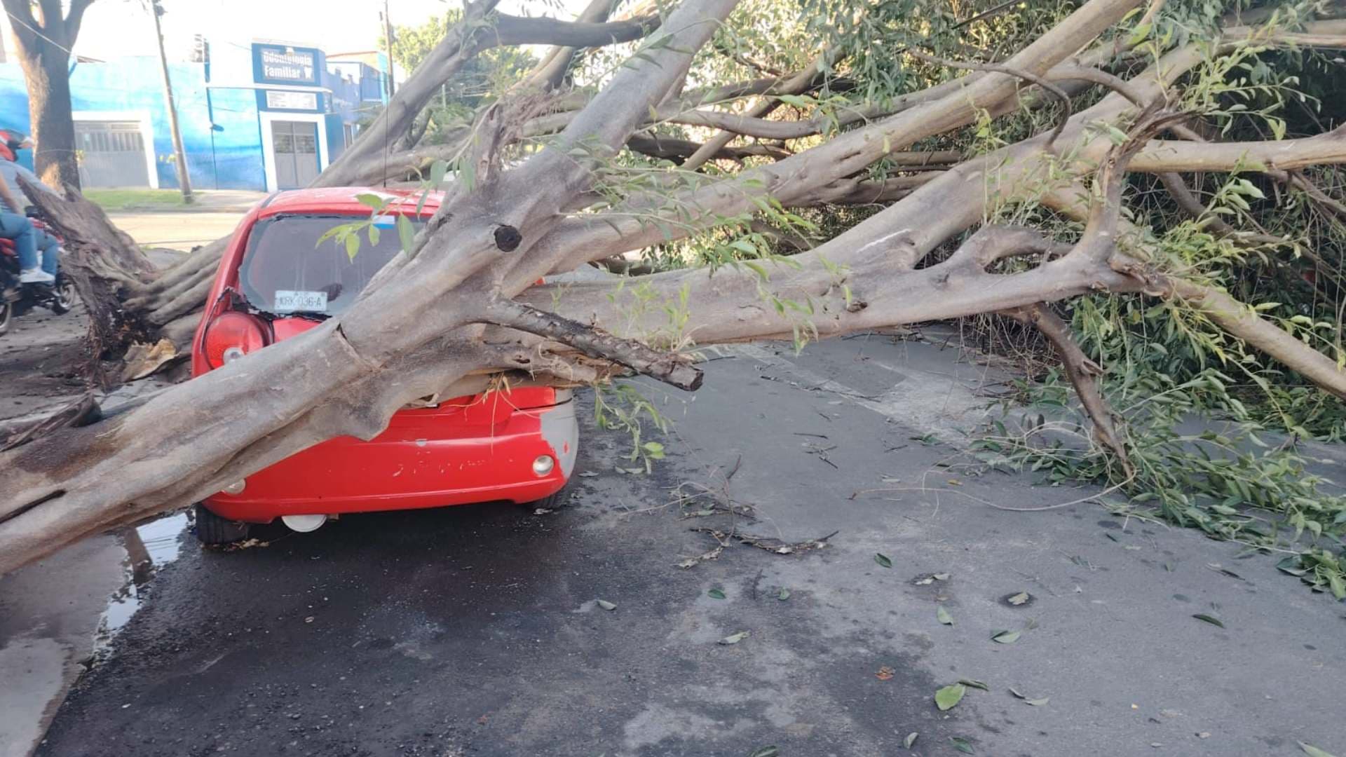 Tormenta en la Zona Metropolitana de Guadalajara Deja Más de 80 Árboles Caídos