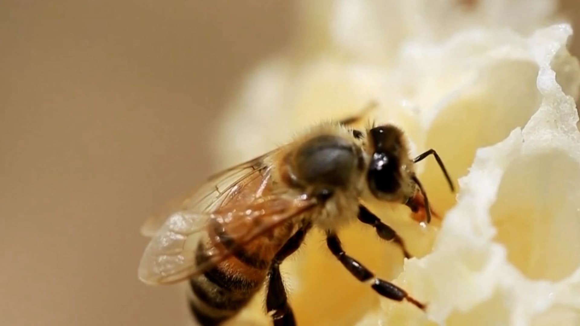 Abeja en panal