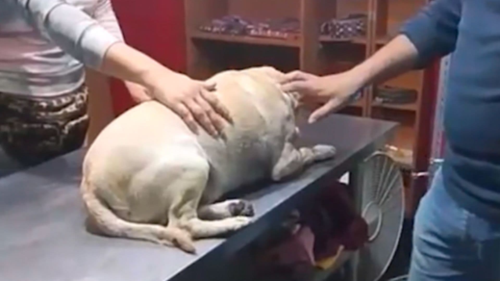 Perro atropellado
