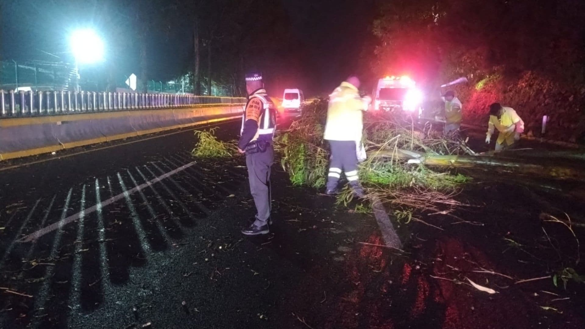 Equipos laboran en Autopista México-Cuernavaca por caída de árbol.