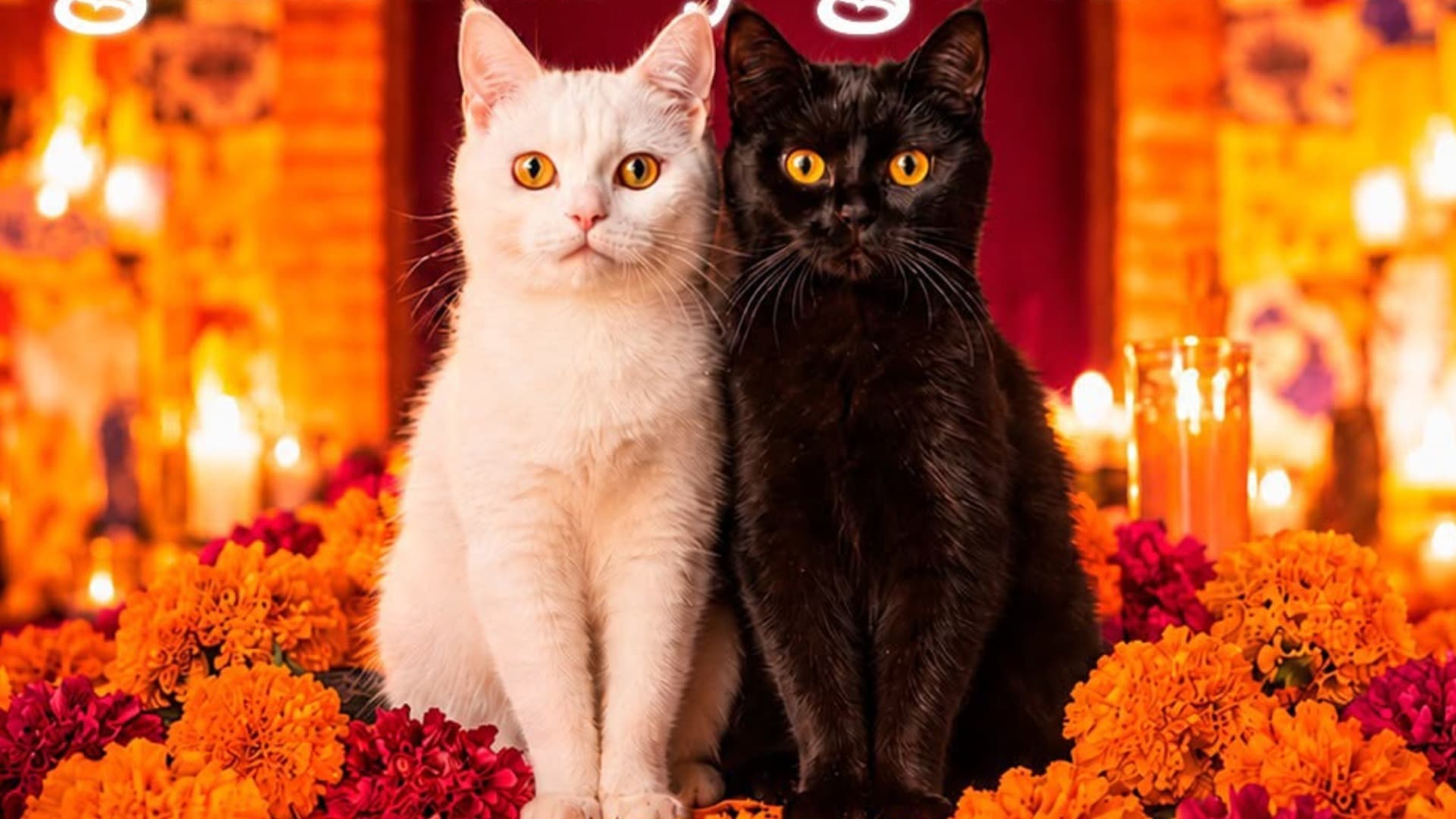 Suspenden adopciones de gatos por Día de Muertos 2026 en Puebla.