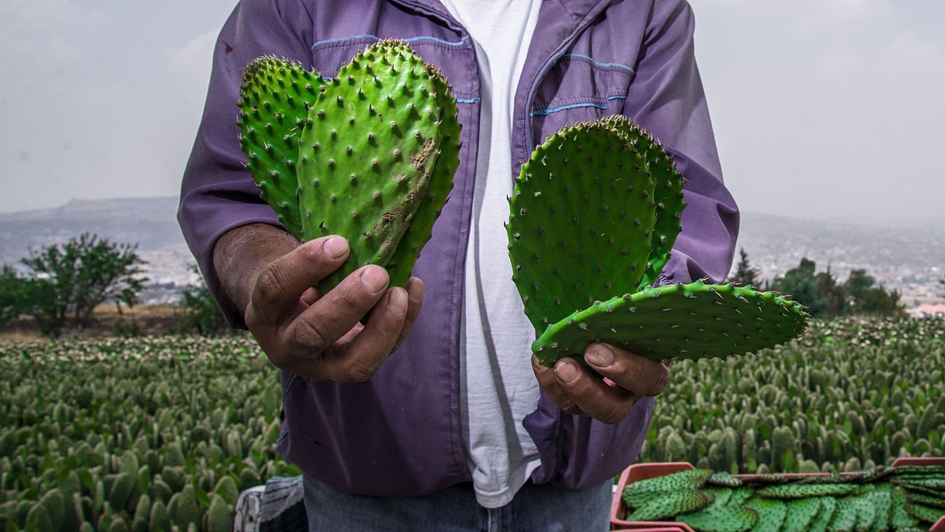El Poder del Nopal También Está en su 'Baba': Beneficios para Personas con Diabetes