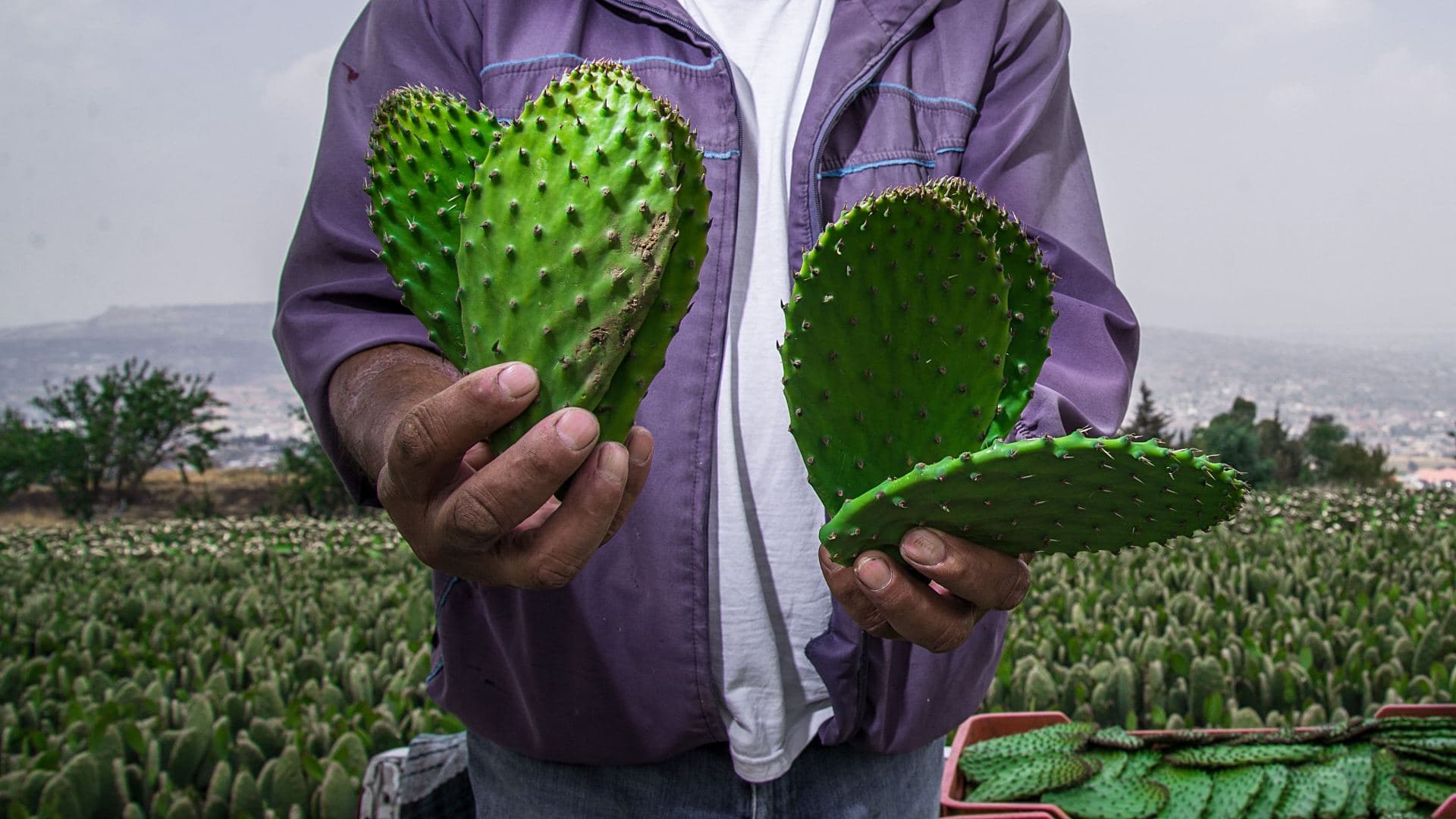 Productores de nopales en la alcaldía Milpa Alta, CDMX, en marzo 2021. Foto: Cuartoscuro | Archivo