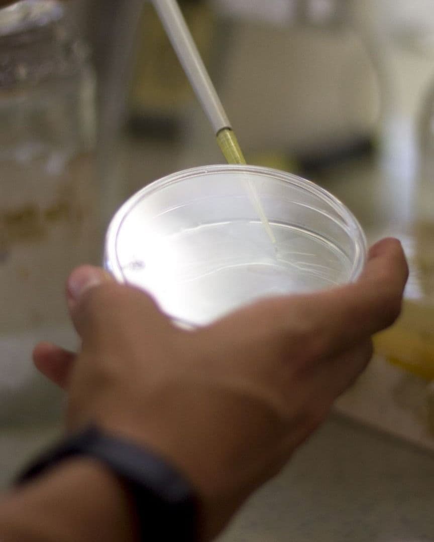Bacteria investigada por la UNAM