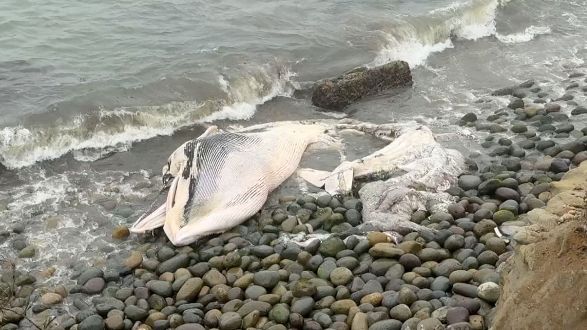 Localizan Ballena Sin Vida Junto a Acantilado en Costa de El Sauzal, Ensenada