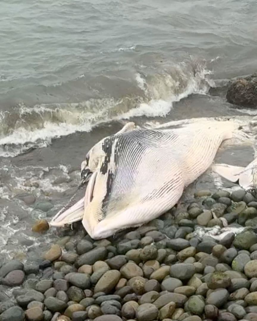 Localizan Ballena Sin Vida Junto a Acantilado en Costa de El Sauzal, Ensenada