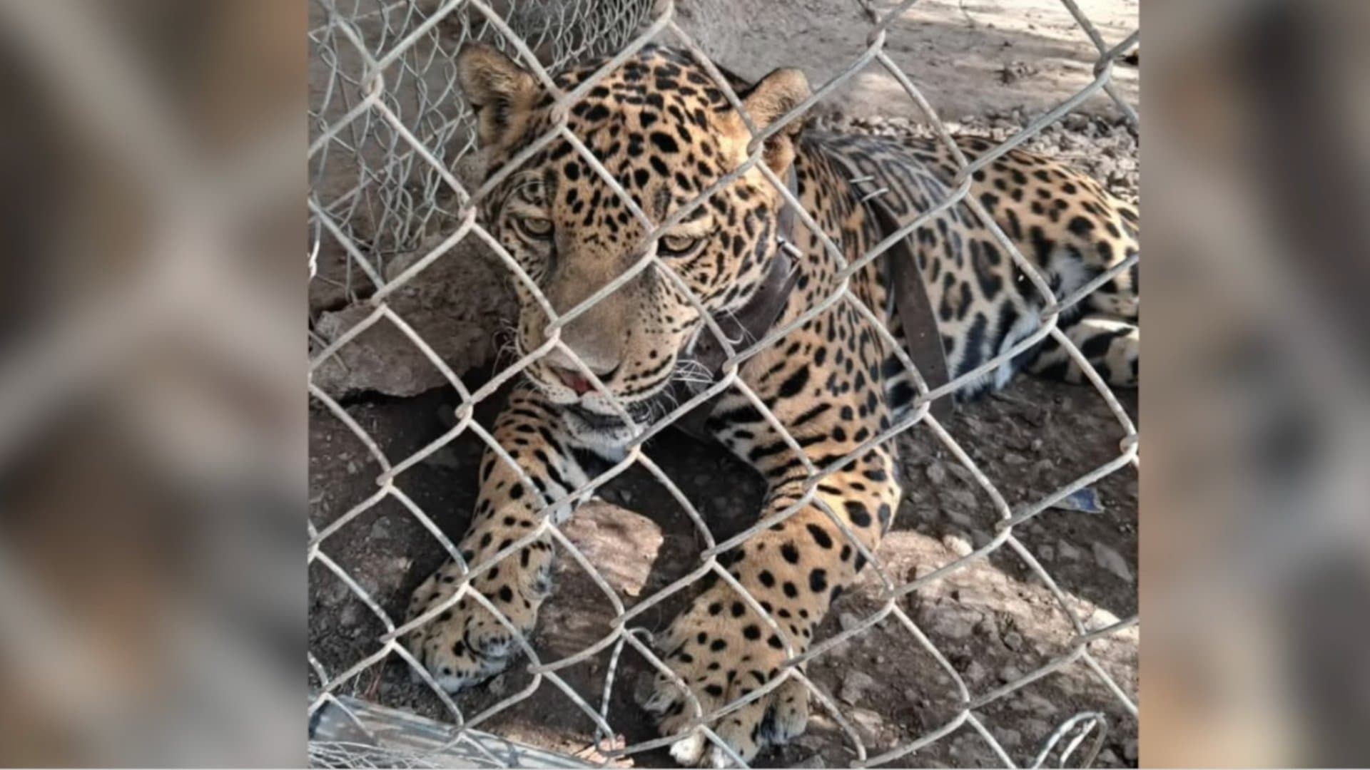 Jaguar