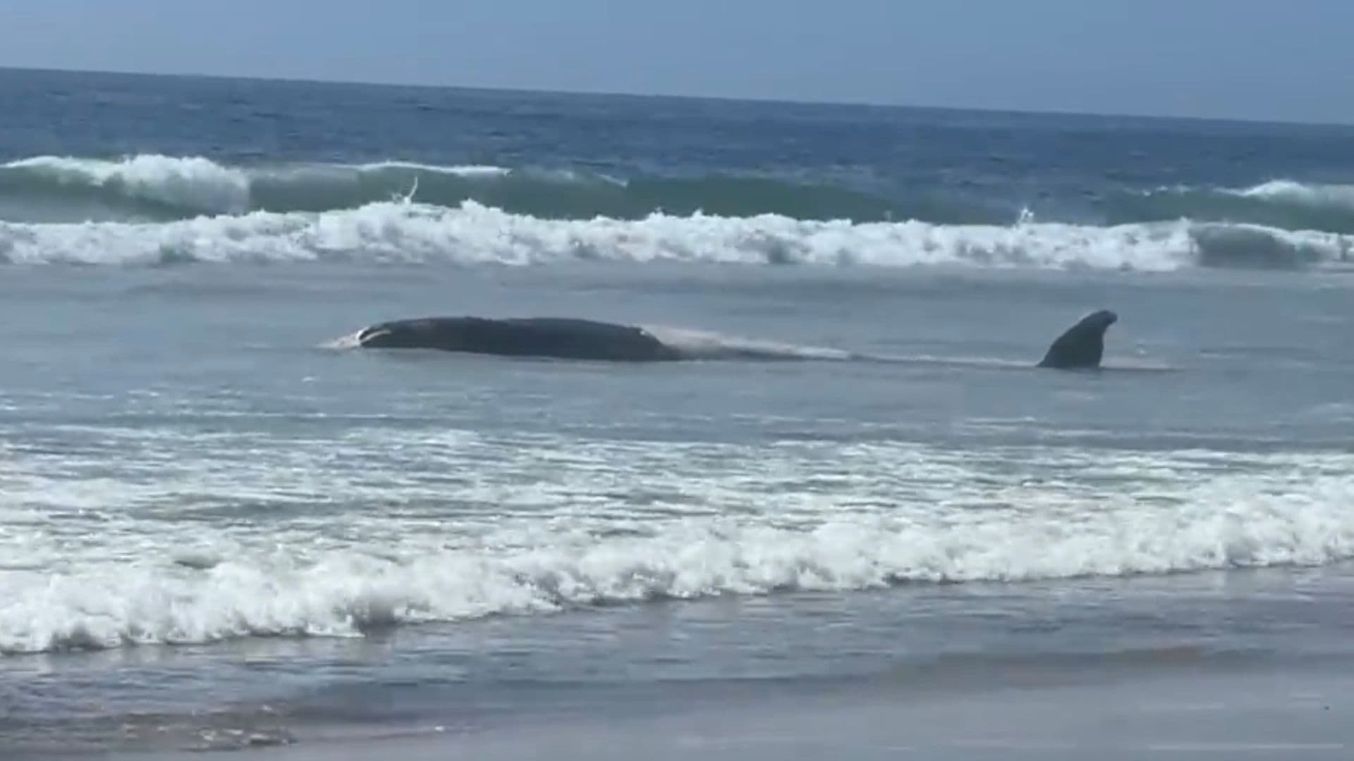 Encuentran Ballena de Más de 10 Metros y Lobo Marino Sin Vida en Tijuana