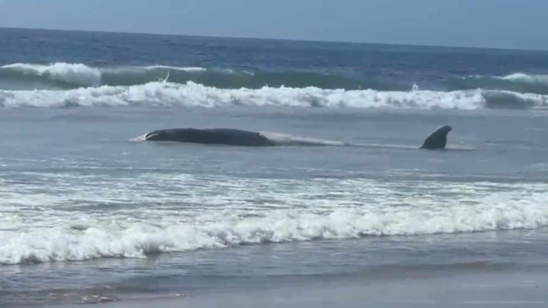 Encuentran Ballena de Más de 10 Metros y Lobo Marino Sin Vida en Tijuana
