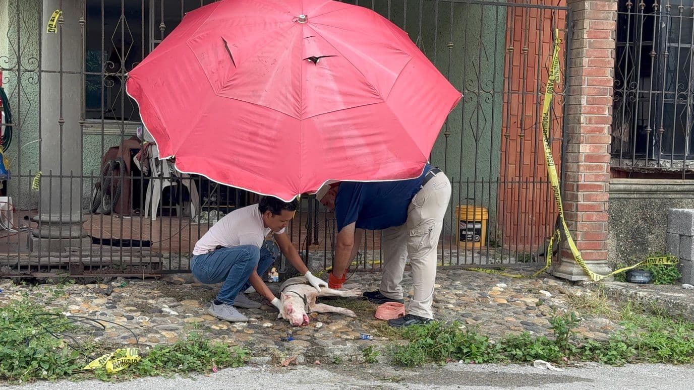 Perro Queda Solo tras Muerte de su Dueño; Vecinos lo Rescatan en Tampico