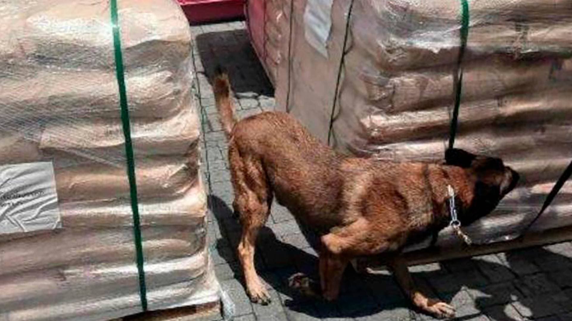Binomio canino olfatea cargamento