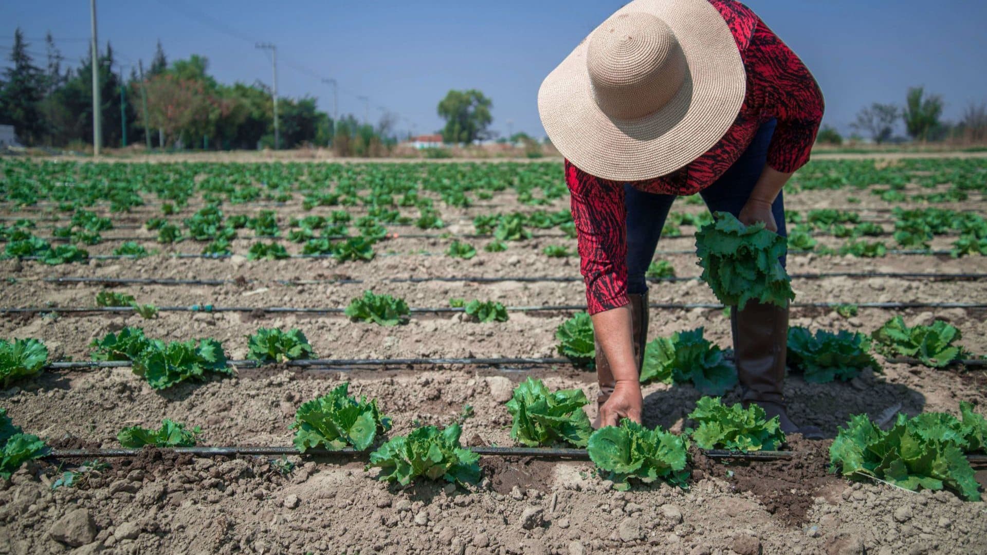 Producción de lechuga en México. Foto: Cuartoscuro | Archivo