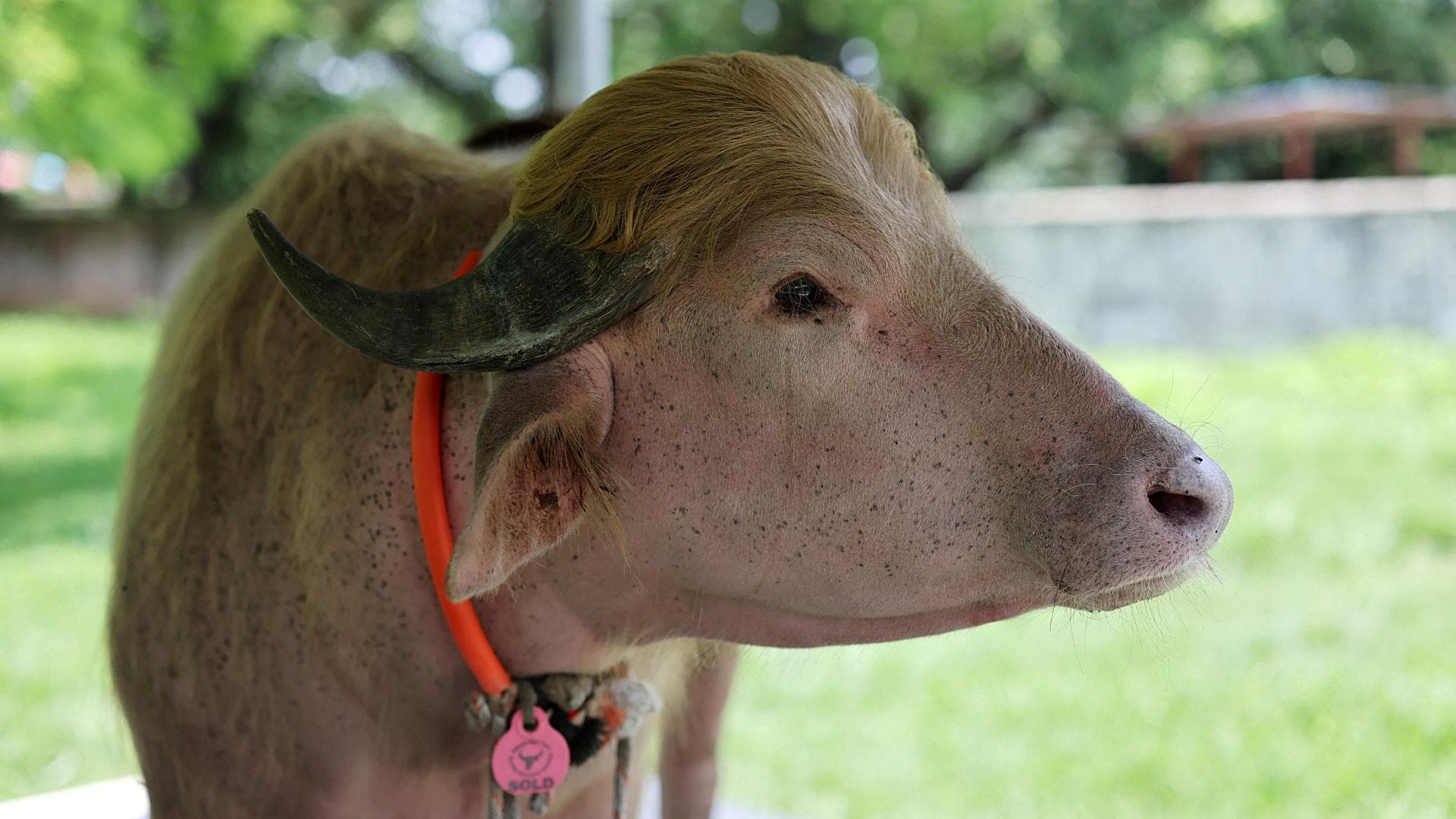 El búfalo albino apodado “Donald Trump”, que se hizo viral y se salvó del sacrificio