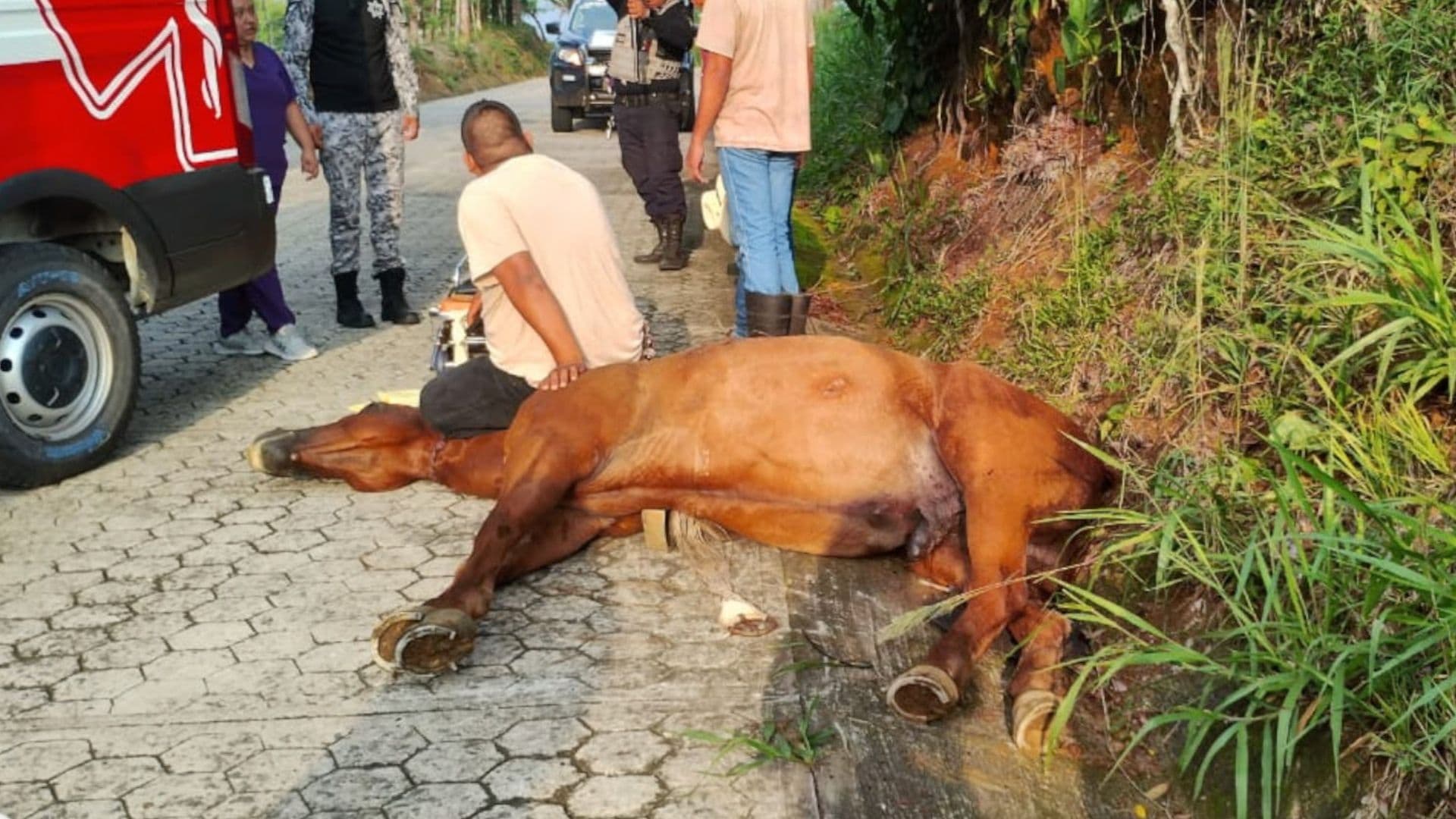 Muere caballo tras accidente en Hueytamalco, Puebla.