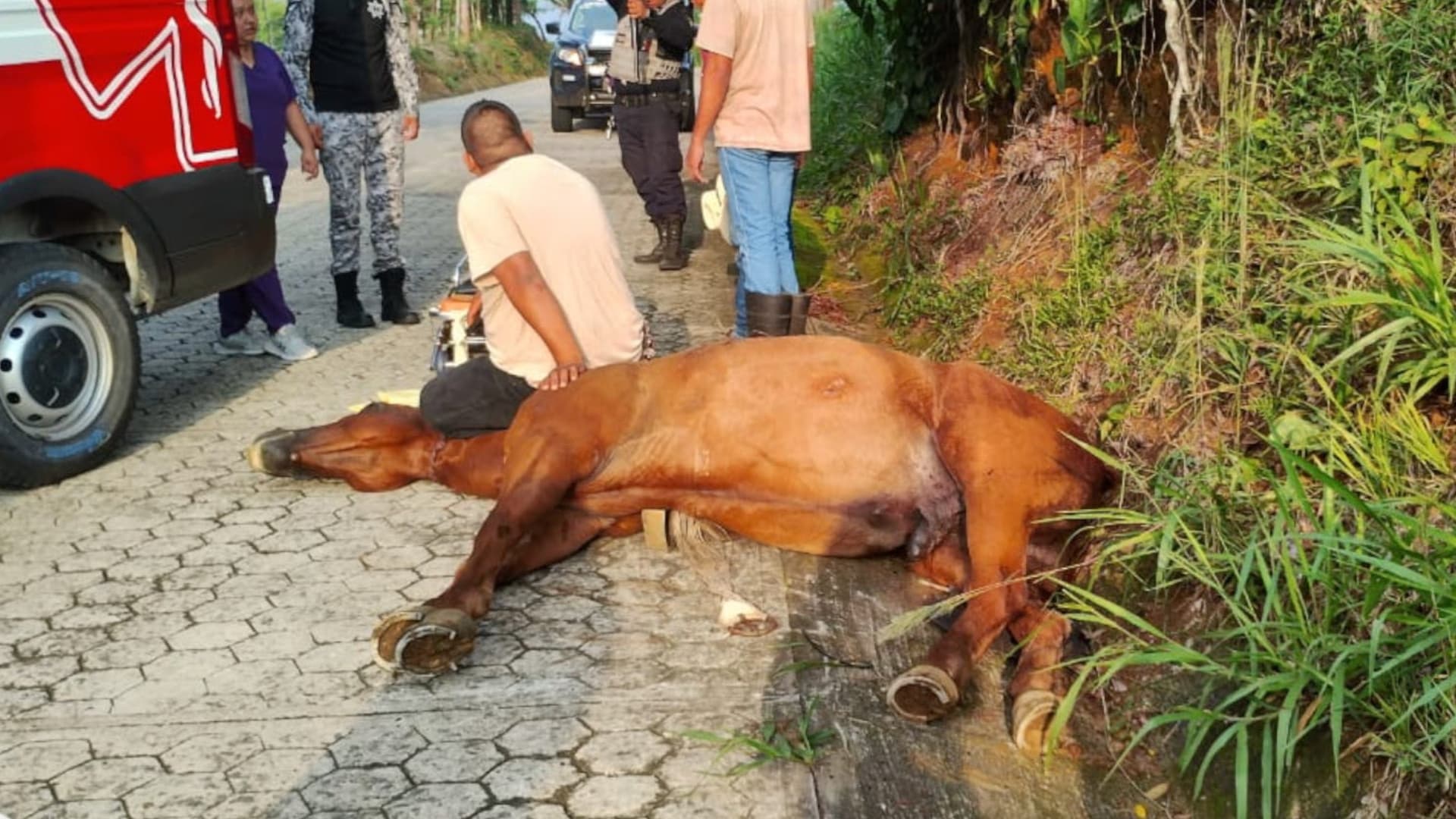 Muere caballo tras accidente en Hueytamalco, Puebla.