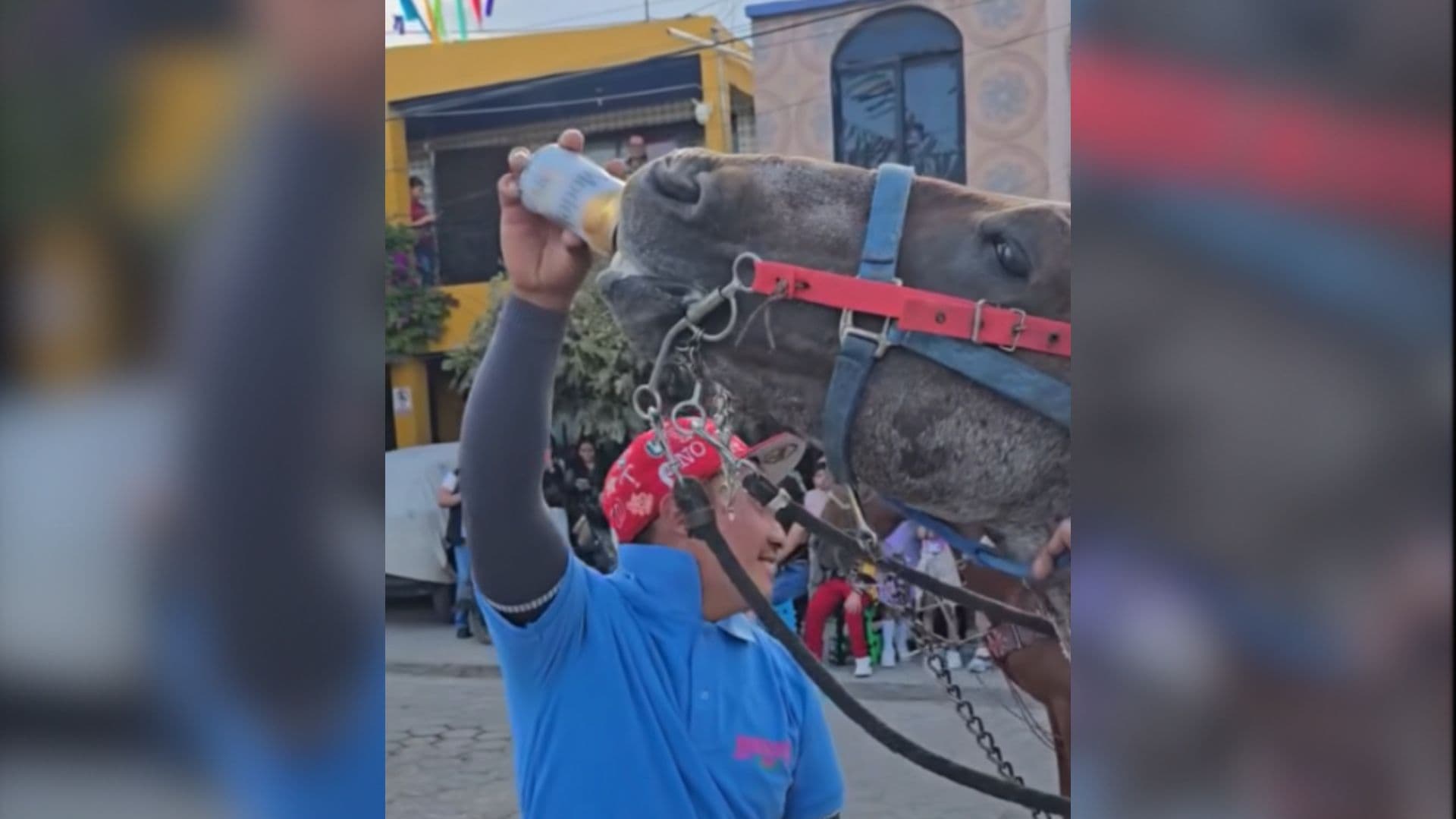 Captan a hombre dándole cerveza a un caballo en Puebla.