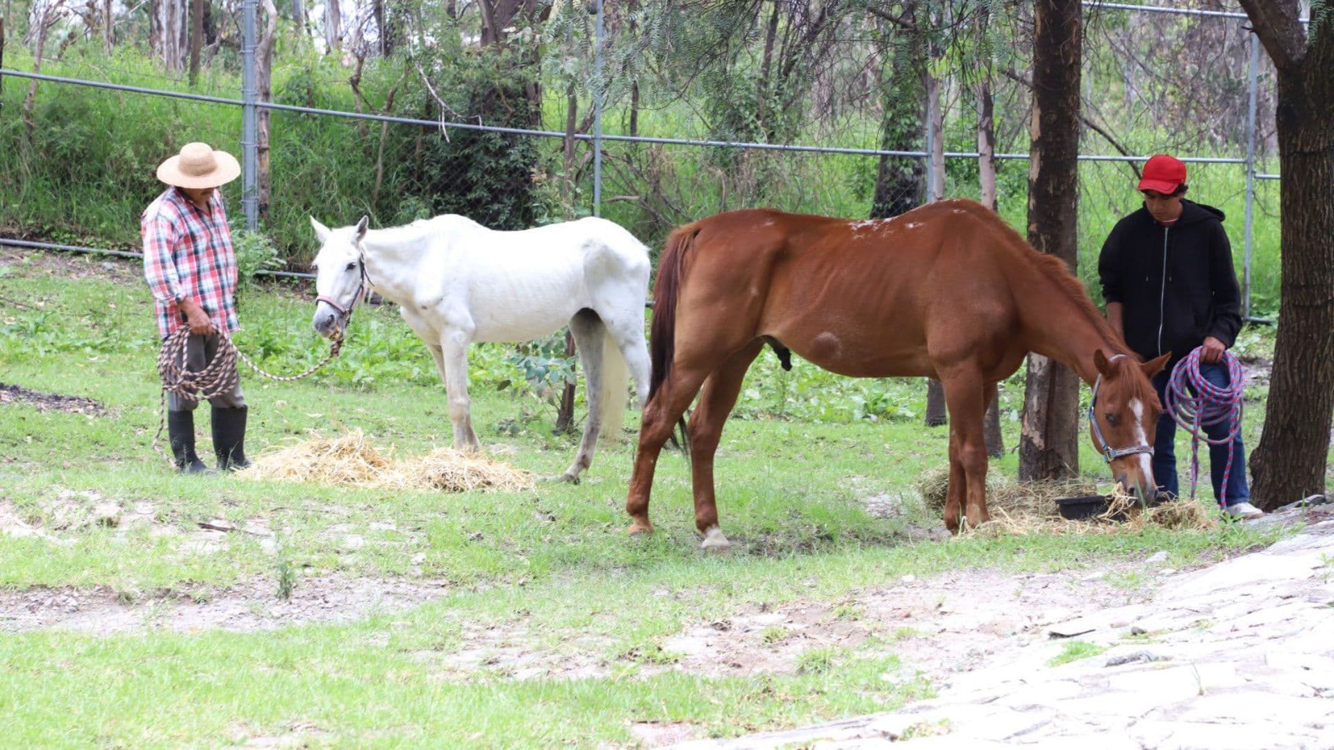 Dos Caballos Rescatados Víctimas de Maltrato Crueldad Animal en Puebla