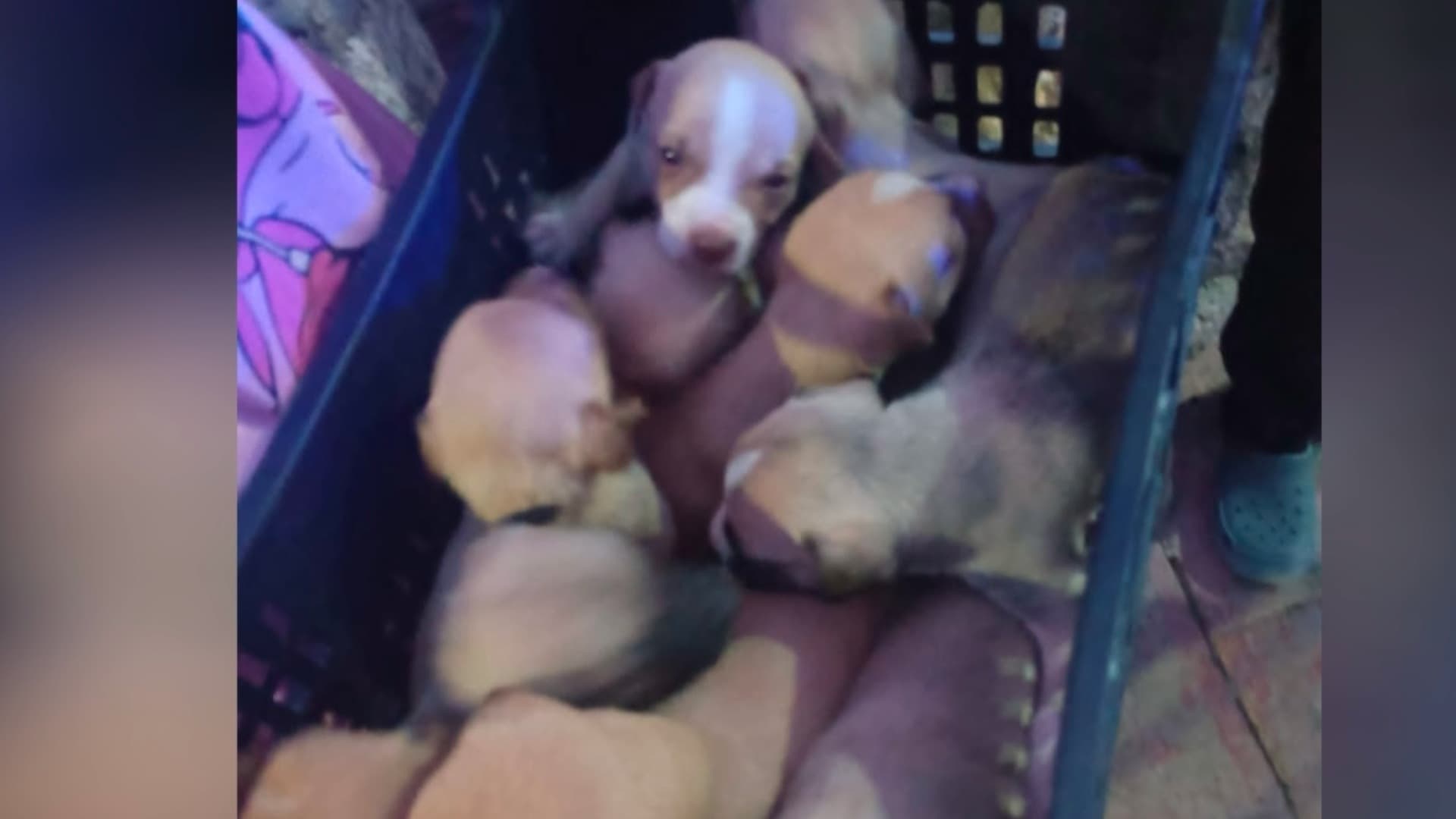 Cachorros de pitbull