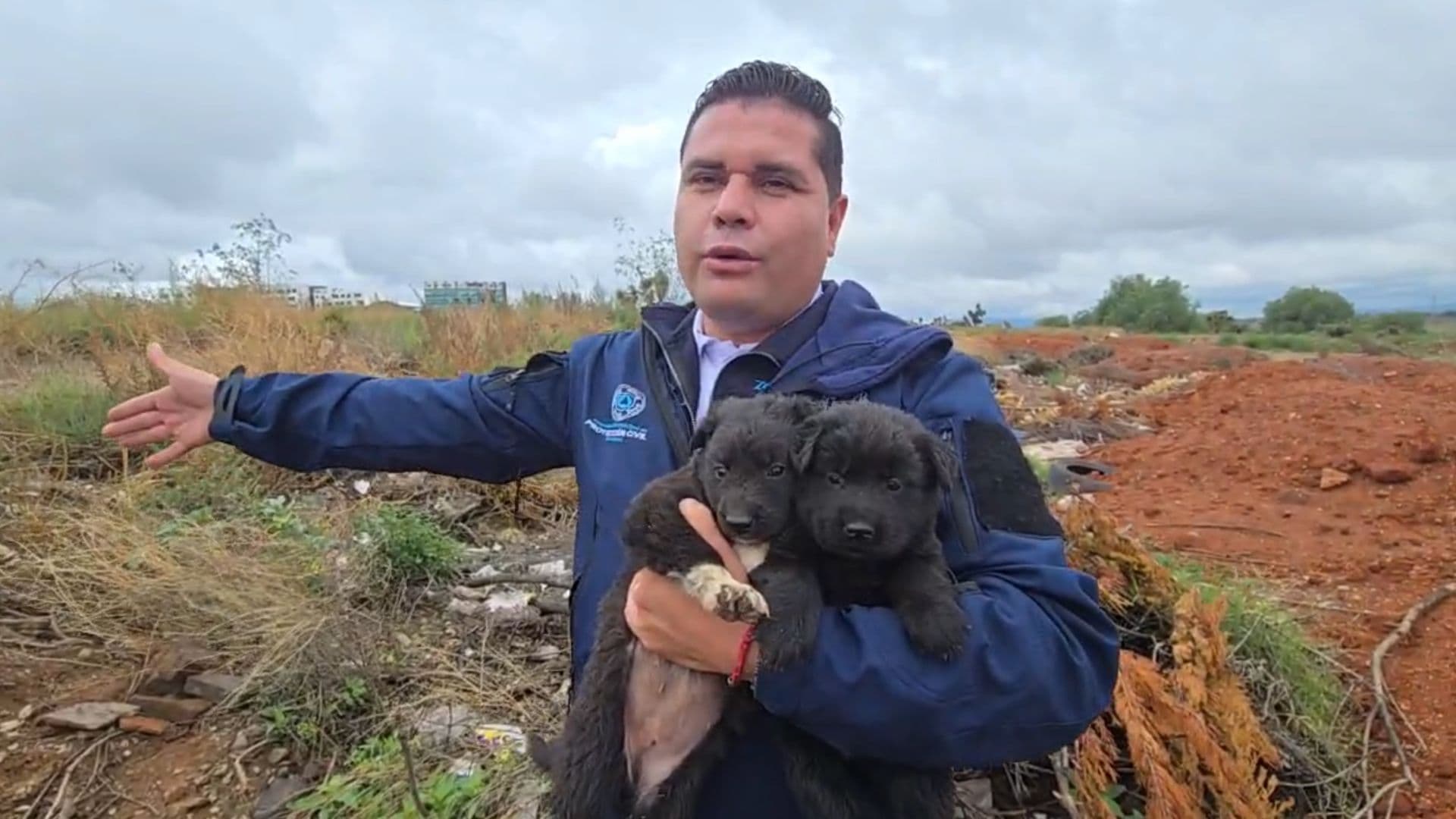 Cachorros rescatados