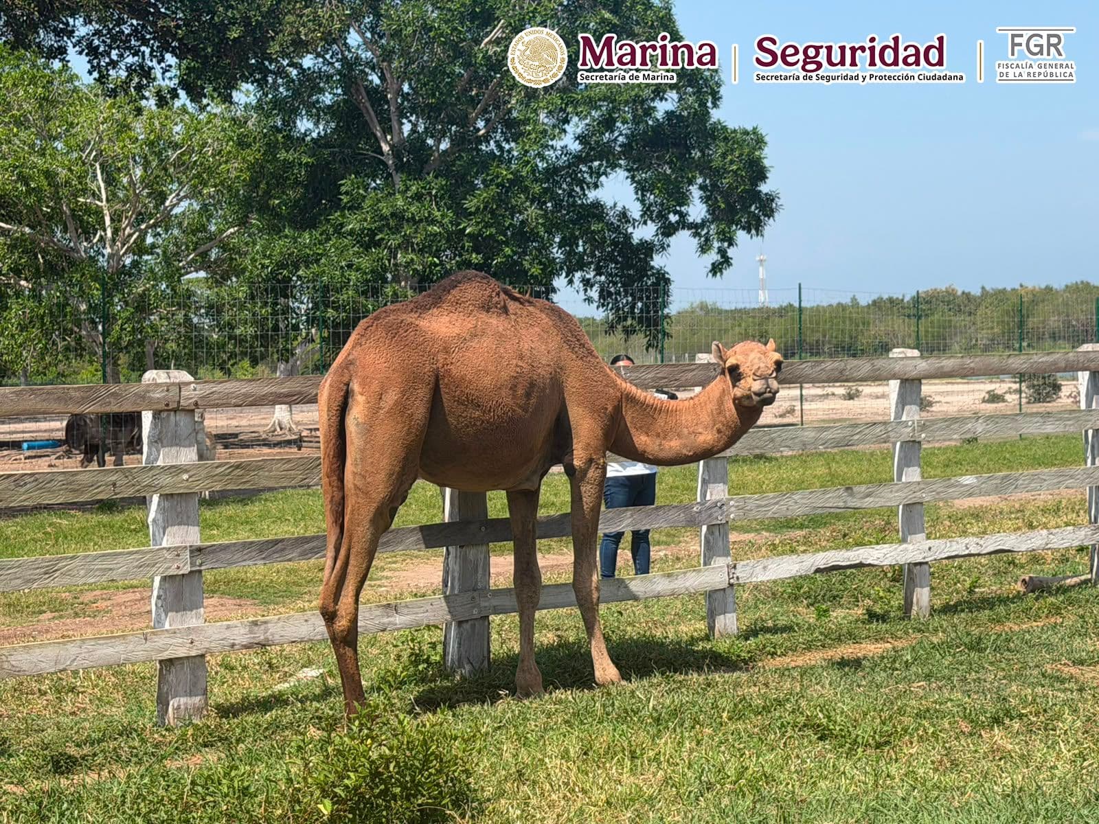 Camello asegurado en Tamaulipas