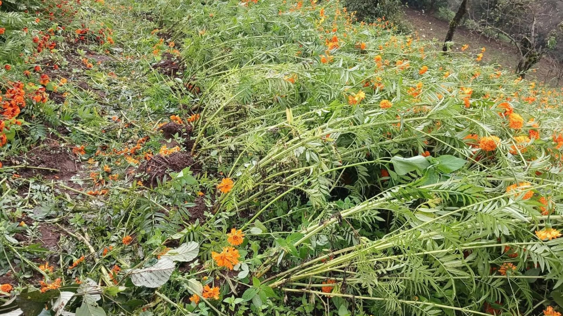 Floricultores de El Zacatal reportó daños en sus cultivos.