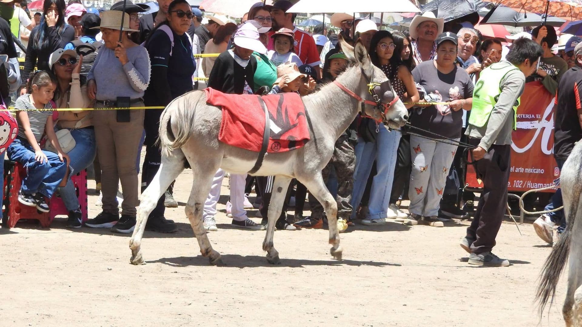 Maltrato Animal Suspensión Carrera de Burros Feria del Mezcal 2026 Caltepec Puebla