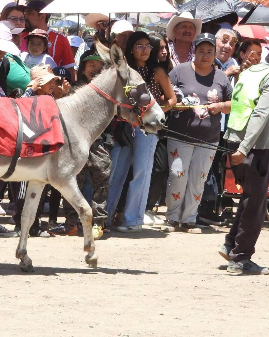 Maltrato Animal Suspensión Carrera de Burros Feria del Mezcal 2026 Caltepec Puebla