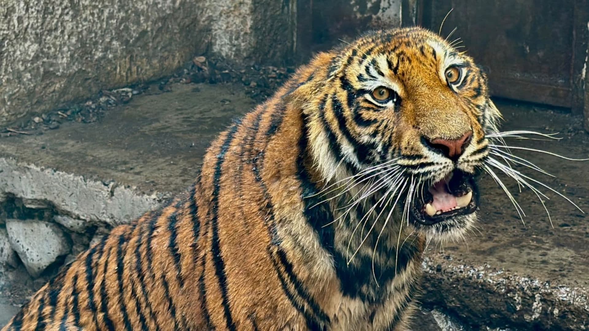 Capturan a tigre de Bengala en La Barca.