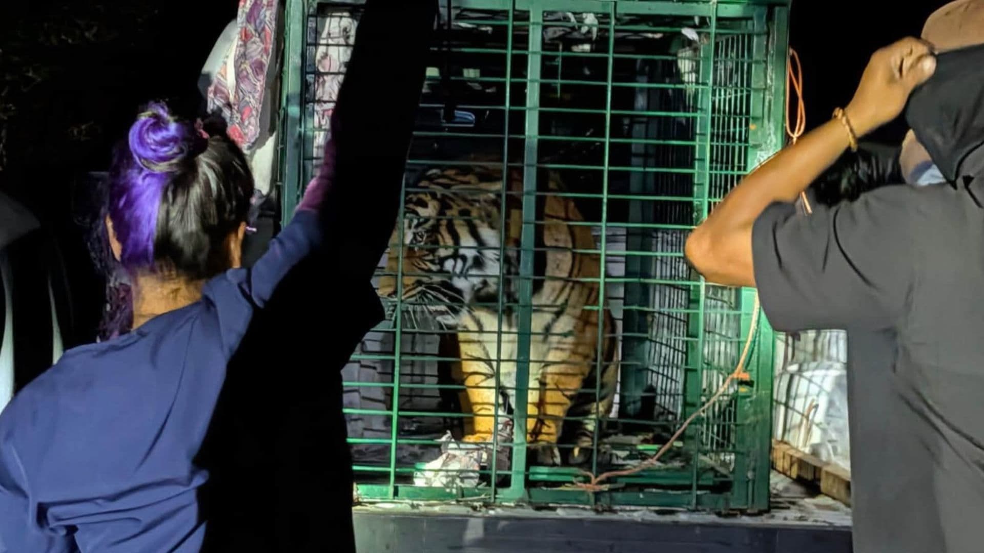 Entregan a tigre de Bengala capturado en La Barca.